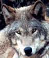 Kasha wolf
